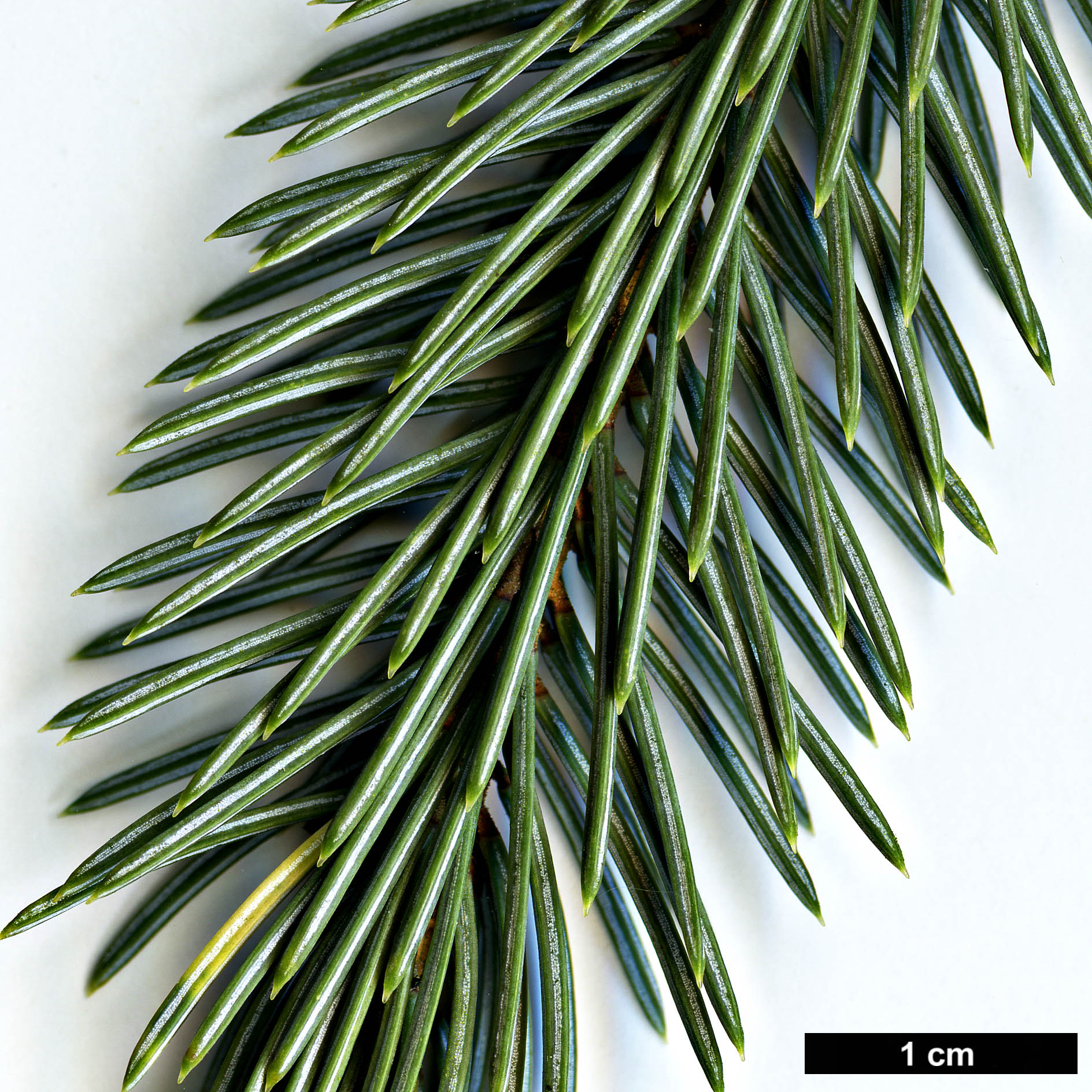 High resolution image: Family: Pinaceae - Genus: Picea - Taxon: engelmannii - SpeciesSub: subsp. mexicana